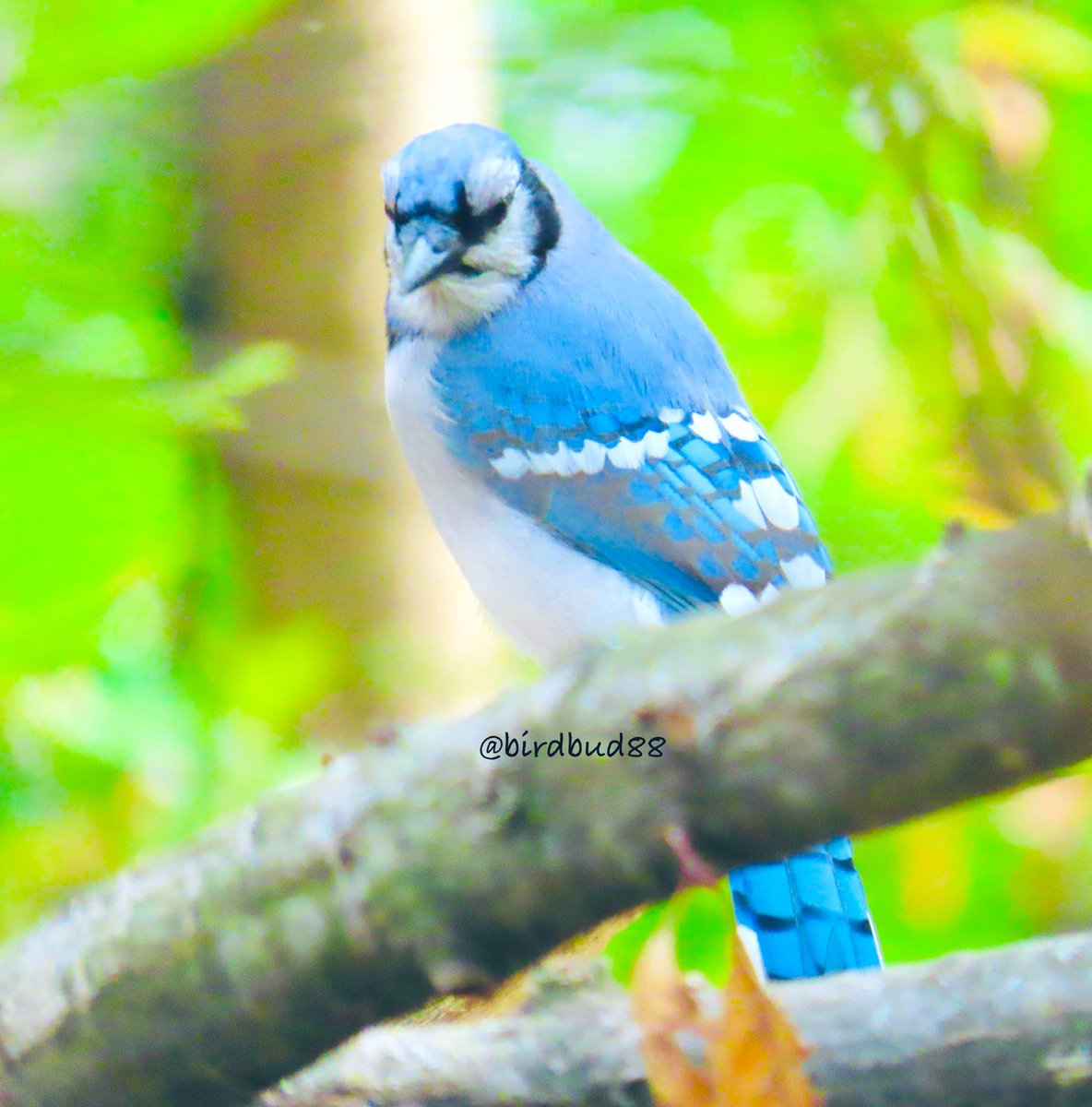 Common noisy Brilliantly blue Blue jays😃 #NaturePhotography #TwitterNatureCommunity #TwitterNaturePhotography #nature #birdwatching #BirdTwitter #birdphotography #jays