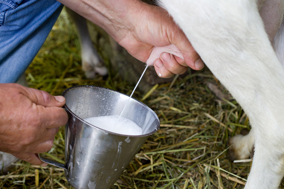 Una de cada cinco muestras de leche pasteurizada tiene trazas de gripe aviar en Estados Unidos dlvr.it/T6GWP6