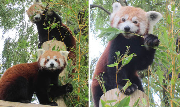 Red Panda Every Hour! (@RedPandaEveryHr) on Twitter photo 2024-05-01 12:58:31