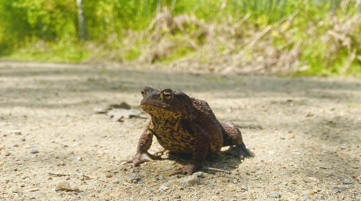 Just a toad in the Blean! Sad that it’s so rare to see them.