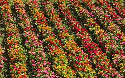 April Showers Bring May Flowers... but why stop there? The HISTORY OF ZINNIAS is a great way to get inspired to plant some #flowers today! #Horticulture #History #ReadUP 

press.purdue.edu/9781557539069/…