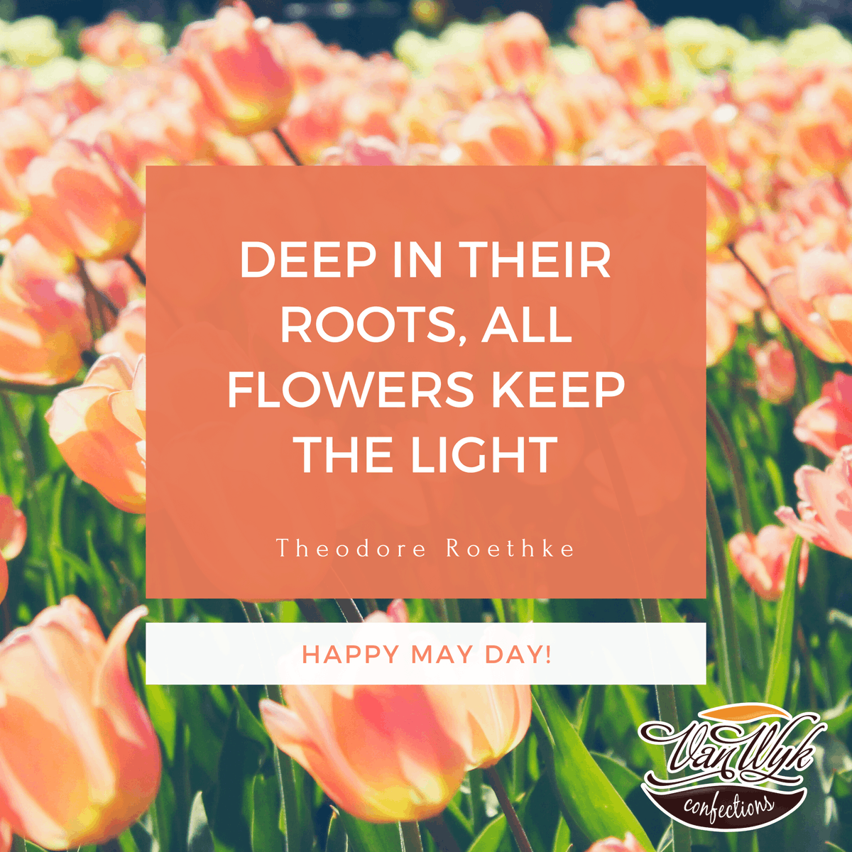 vwconfections's tweet image. May your day bloom with happiness and sweet delights! 🌷🍫 Celebrate May Day with the a bouquet of fresh flowers. #MayDayMagic #SweetSpring #vanwykconfections