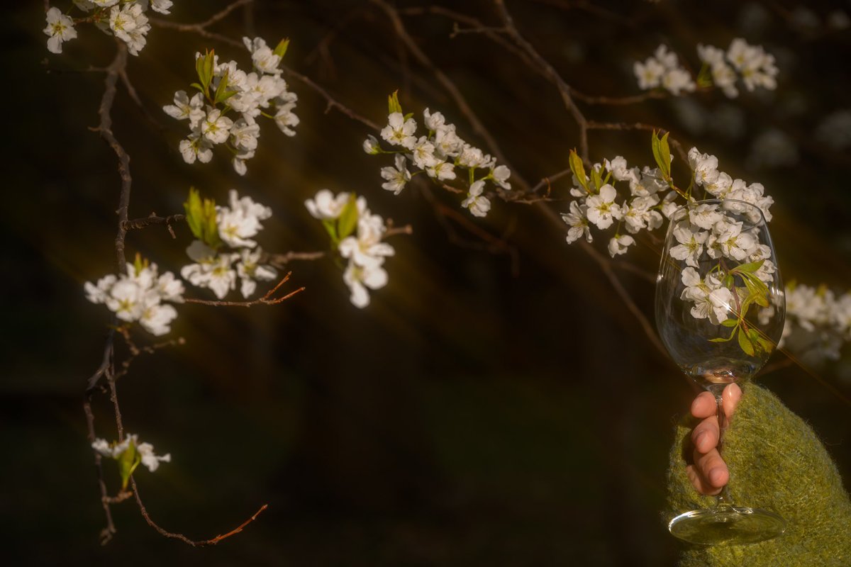 桜

#jinbei
#hyfilter
#nikonzf