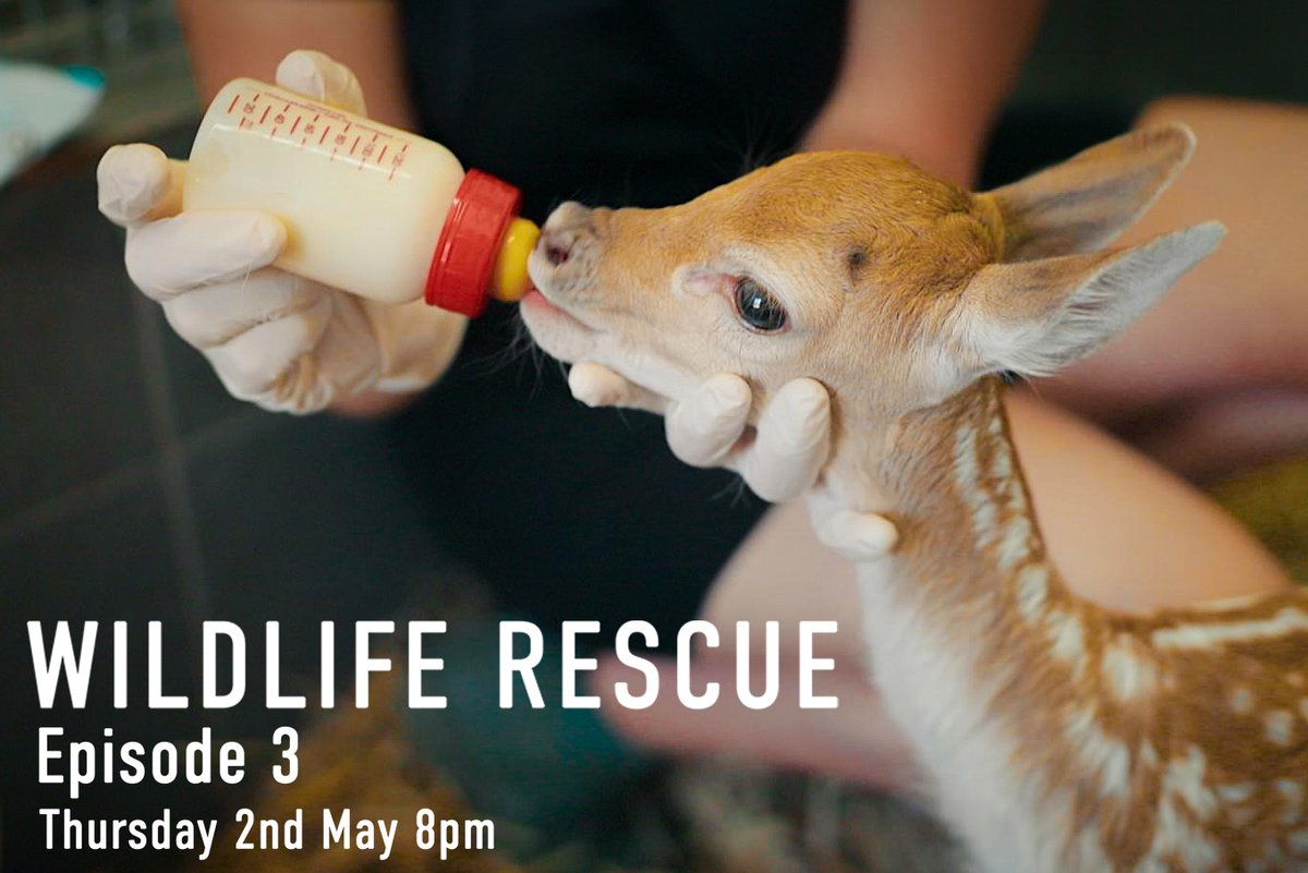 Well, it's that time of the week again! Wildlife Rescue episode 3 airs TOMORROW at 8pm on Channel 4 in the UK! It's about time that our young fawns made an appearance. Will you be watching them? 🦌 #C4WildlifeRescue