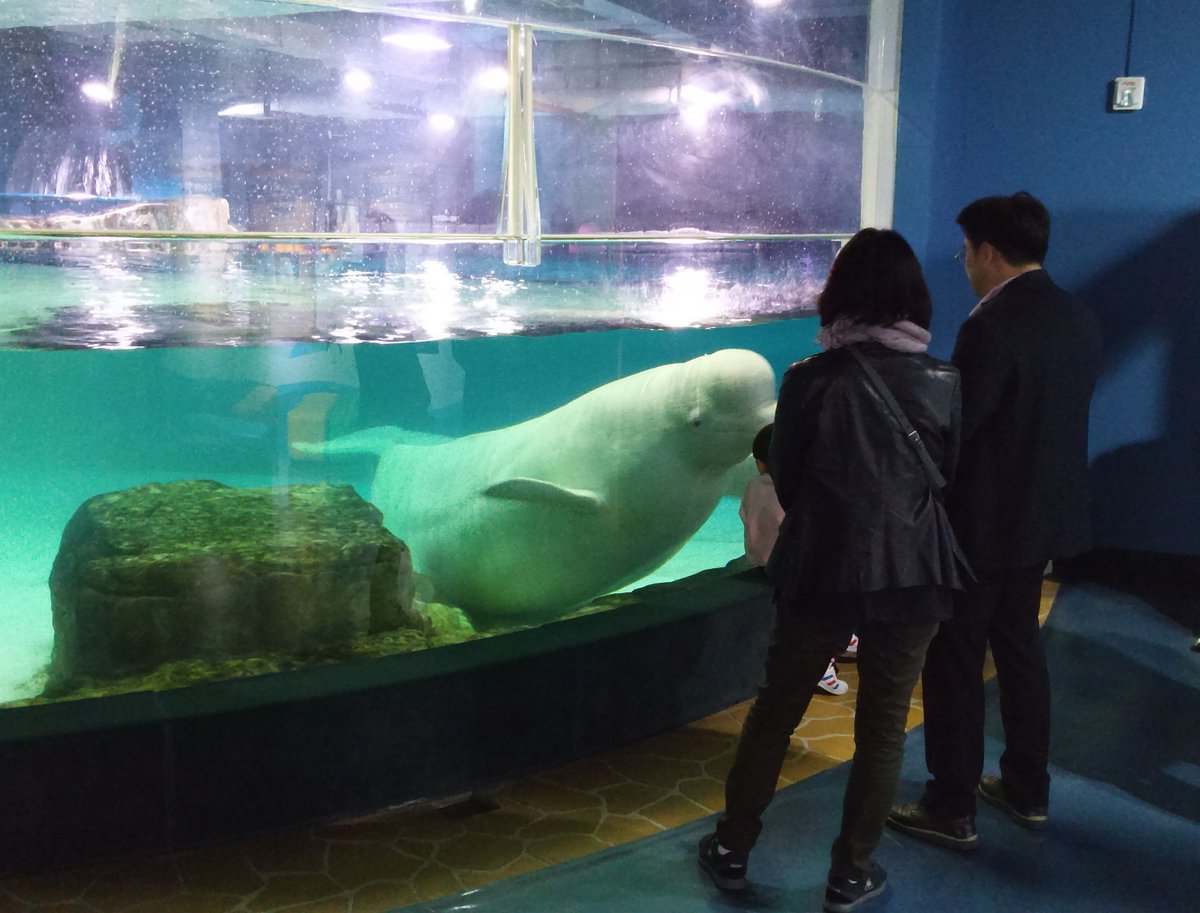 Petition: Ask Lotte World Aquarium to Retire Bella the Beluga bit.ly/SaveBellaBeluga Together with Korean organization Hot Pink Dolphins we are asking Lotte to stand behind their commitment to rehabilitate and evaluate Bella for release. (Image: Hot Pink Dolphins)