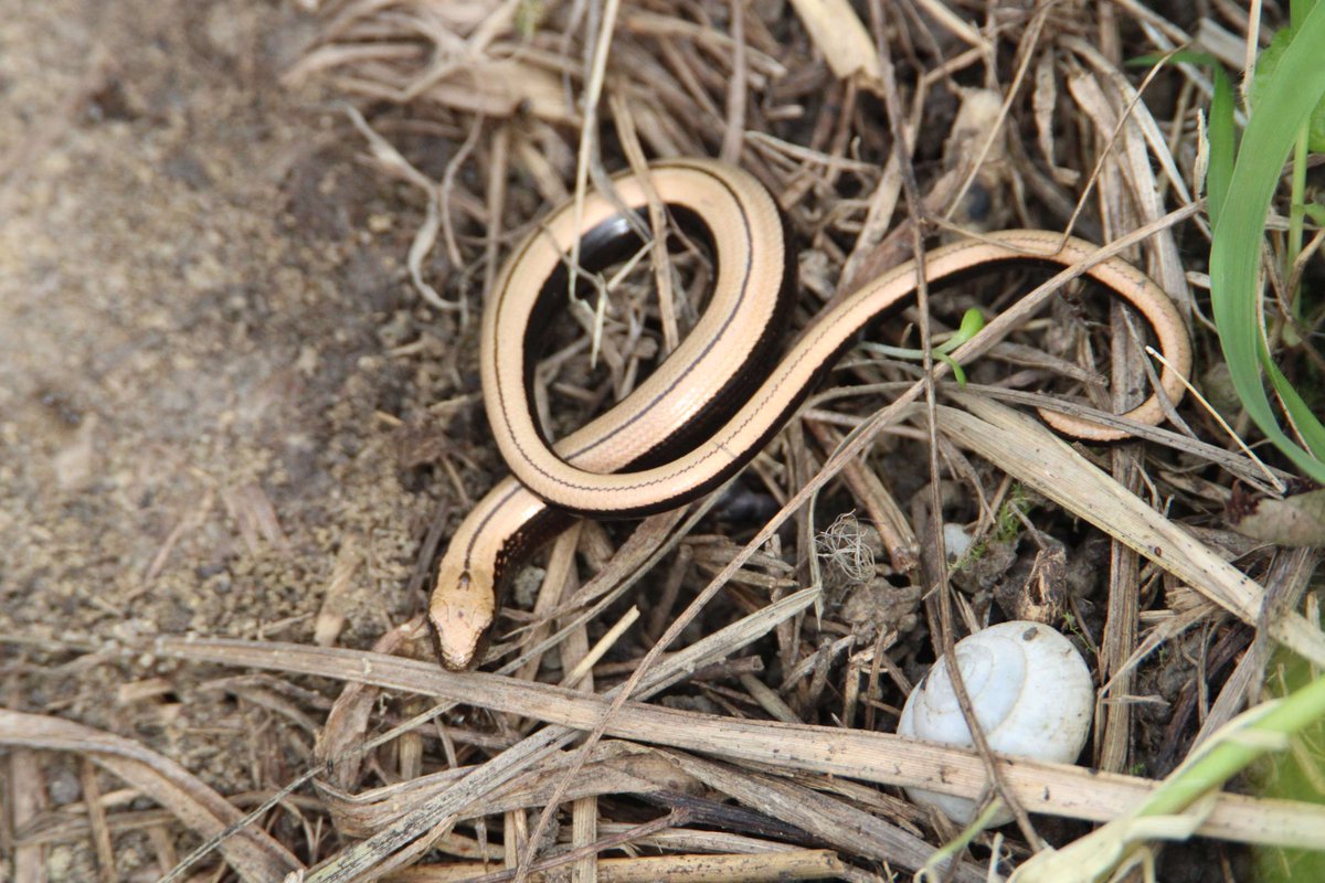 This is a juvenile #SlowWorm. They are much easier to identify as they smaller than adults and have quite distinctive markings- the dark line from head to tail and the dark strips down their sides. #reptile #nature #wildlife