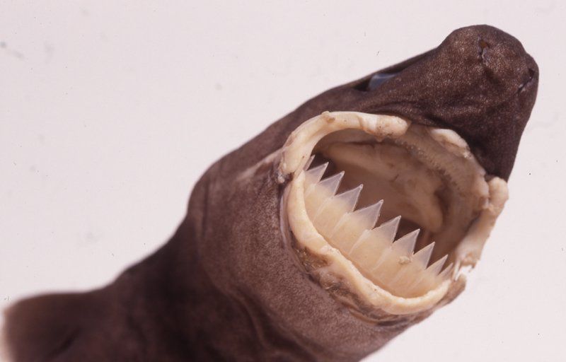 Happy #NameThatShark day! Can you guess this #shark? Is it a... a. largetooth cookiecutter (Isistius plutodus) b. taillight shark (Euprotomicroides zantedeschia) c. cookiecutter shark (I. brasiliensis) Pick from these 3 & tell me your guess! Photo: Australian Museum #scicomm