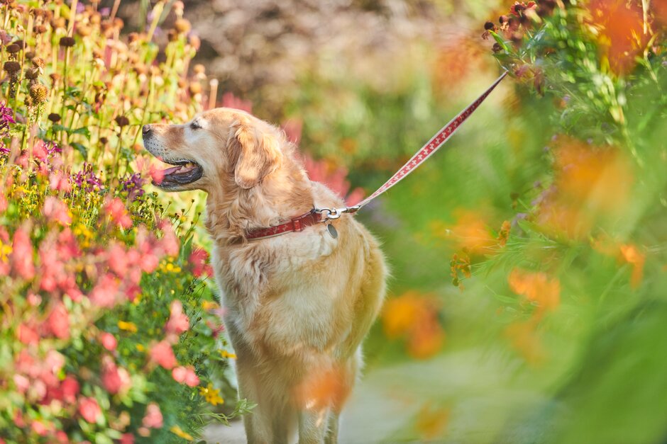 🐶 Our first summer 'Walkies' event is on Wednesday 8 May from 6-8:30pm. Enjoy a stroll through our gardens with your best furry friend and see the stunning landscapes bathed in evening light. Booking essential🐩 rhs.org.uk/gardens/rosemo…