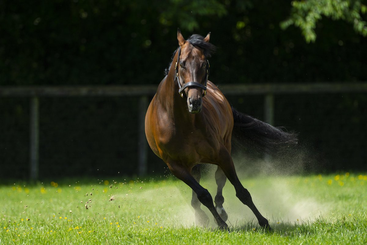 New stakes winner for Kingman (pictured @JuddmonteFarms) as QUDDWAH (GB) takes the Listed Paradise Stakes @Ascot and remains unbeaten 🏆💥 Could we see this 4yo colt line up in the Gr.1 Queen Anne Stakes next? #RoyalAscot Congratulations to connections 👏🏻 📸 Bronwen Healy