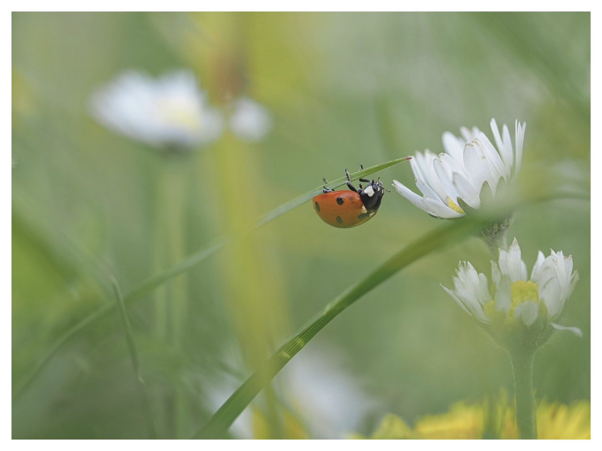 Seven-spot Ladybird climbs a blade of grass. #WildWebsWednesday