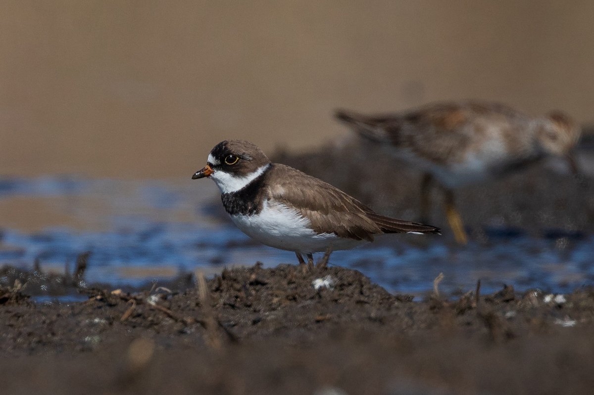 We spotted this semipalmated plover at a waterfowl production area in Minnesota. These long-distance migrants spend winters along coastal areas, sometimes as far south as Argentina. Their summer breeding grounds are across Alaska and much of northern Canada. 📷 Mike Budd/USFWS