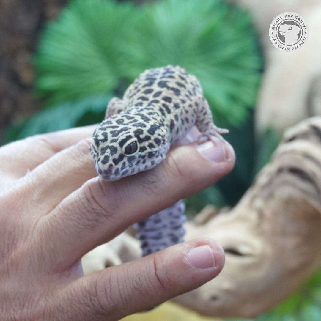 Originating from grasslands and deserts in Asia, Leopard geckos make popular nocturnal pets due to their adaptability to captivity. Sporting a yellow base with black spots, they resemble their namesake.

#allanspetcenter #leopardgeckos #gecko #reptiles #exoticpets #losangeles