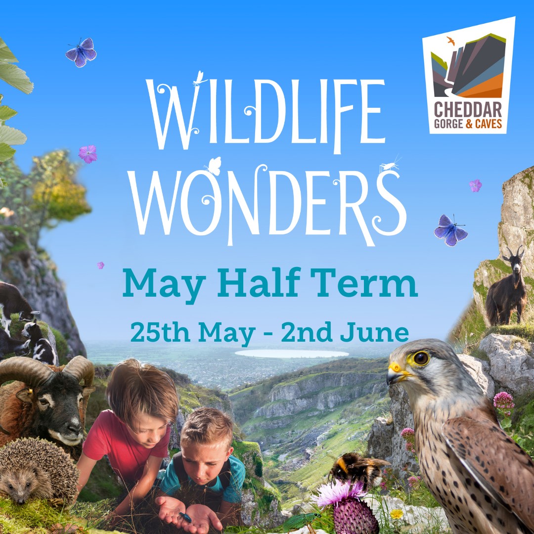 Go wild for wildlife and join us for a full week of fun from the 25th May to 2nd June! We'll be hosting daily talks, 'how to' sessions, crafts and special pop up events as part of our new event, Wildlife Wonders, which is included in your Day Ticket: cheddargorge.co.uk/whats-on/wildl… 🌼🐝