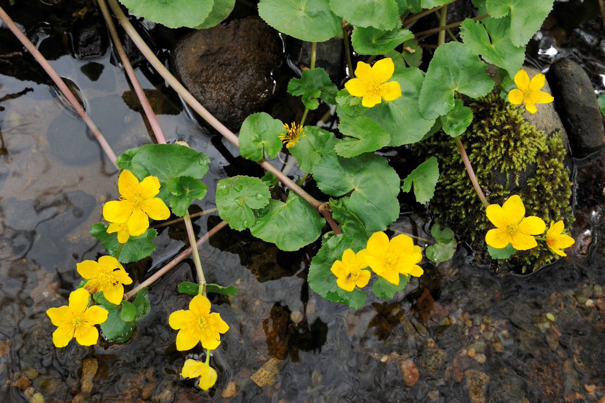 Today, May 1, is known in Gaelic as Là Buidhe Bealltainn, the ‘yellow day of Beltane’. The marsh marigold in bloom is a symbol of the start of summer and is considered lucky. Its blooms would often be tied above doorways or to the tails of horses or cattle to bring good fortune.