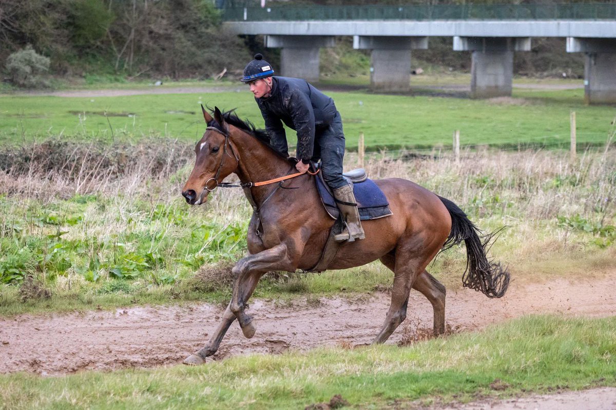 Diamond Monarch entered @FfosLasRC next Tuesday @CWilliamsRacing