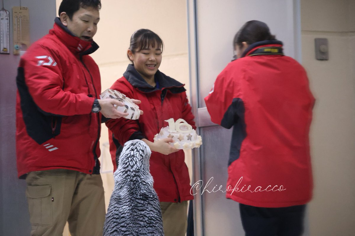 もふもふが参加中🤣

#鳥羽水族館　#ラッコ　#seaotter 
#メイ　#ラッコのメイちゃん