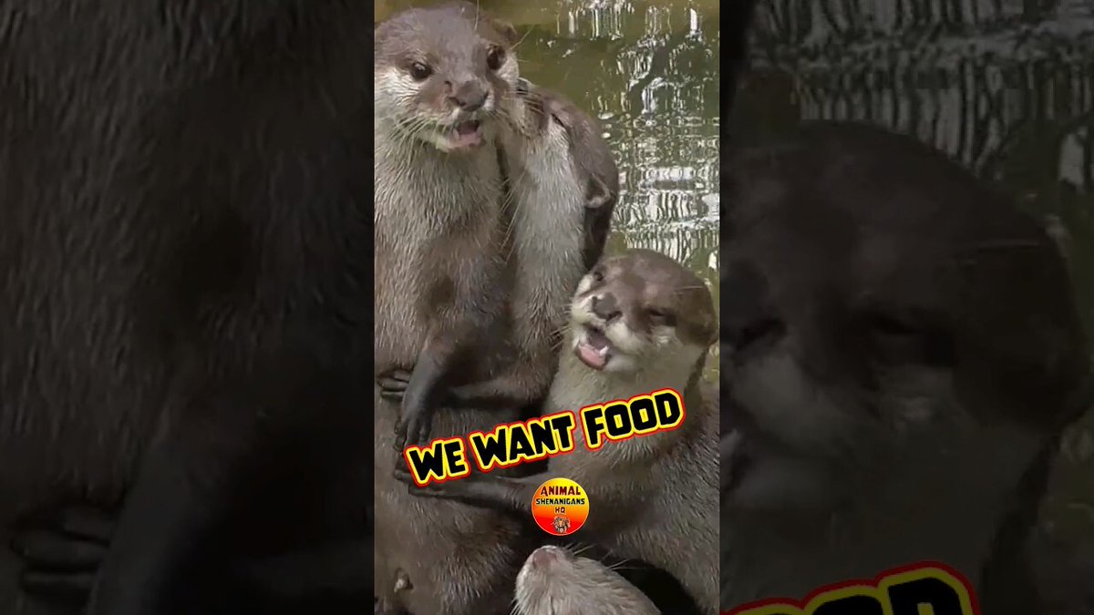 We Want Food #animalantics 🦦 Sound on. youtube.com/watch?v=sUmsQ3…
