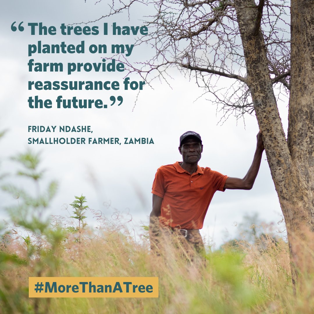 Trees are a valuable tool for smallholder farmers, from mitigating the effects of climate change to increasing their harvests and diversifying their income. 🌳 Learn more about Friday's experience on our blog: loom.ly/NsczUl0 #MoreThanATree