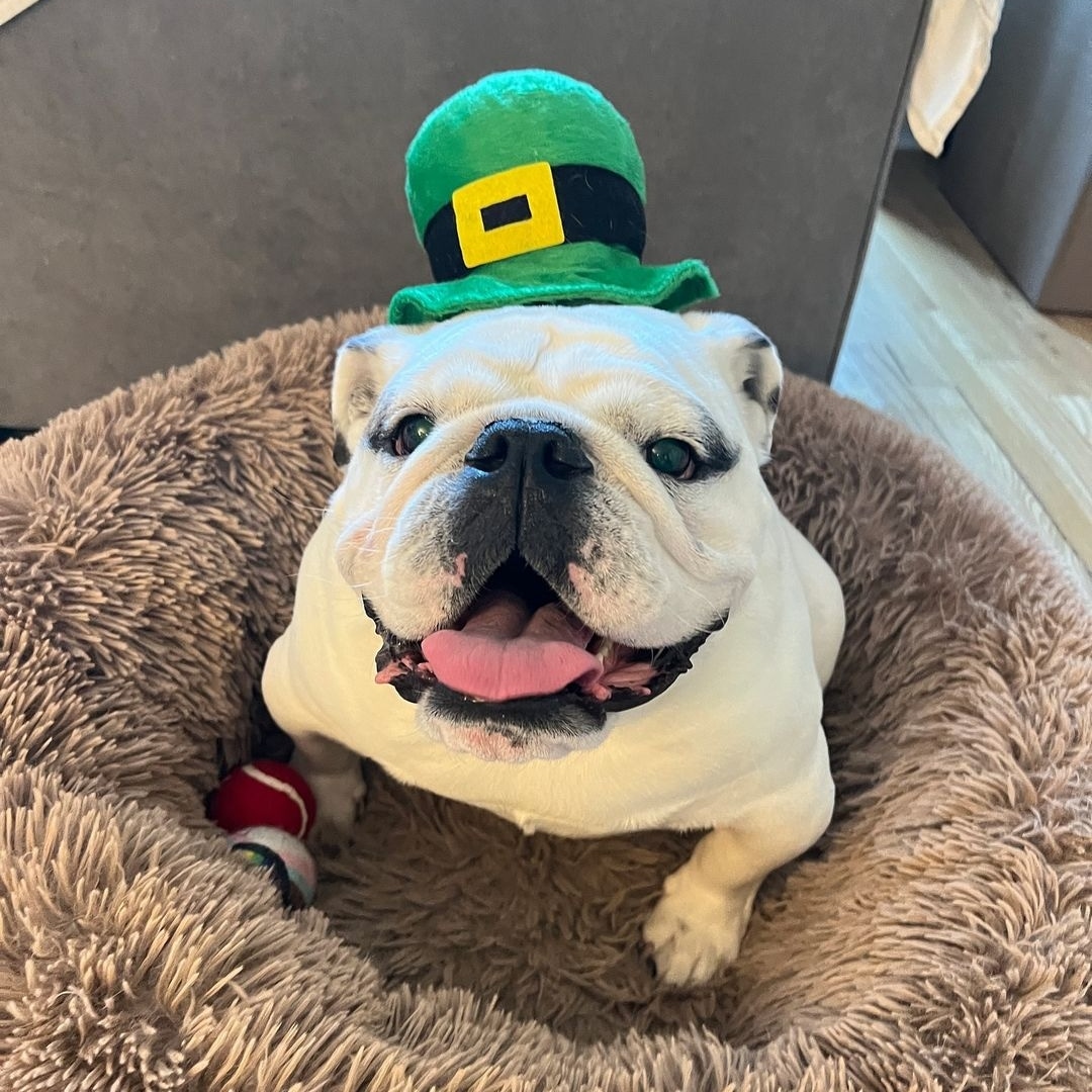 He’s a lucky guy #stpatricksday #bulldog