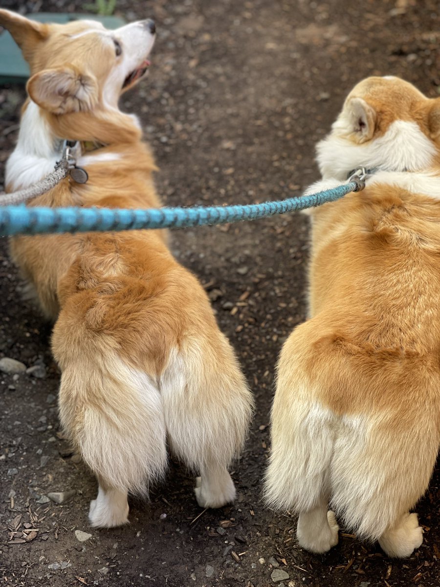 #HumpDay 🟰 #RumpDay 🟰 #FuzzyCorgiButtDay

#CarsonTheCorgi #AndPocoToo #CorgiCrew