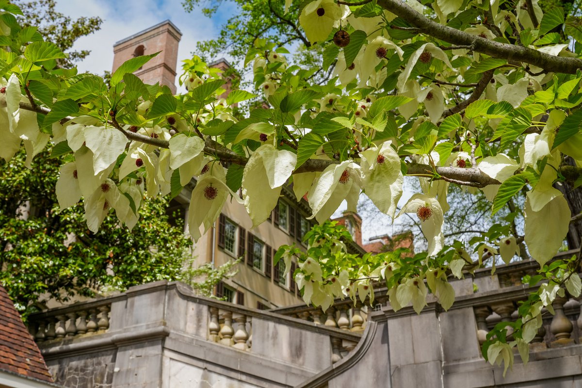 The delicate and rare Davidia tree, also known as the dove tree or handkerchief tree because of its fluttering white petals, is in bloom! Explore the Winterthur Garden today: winterthur.org/visit/plan-you… #WinterthurMuse #AmericasGardenCapital #VisitWilm #InWilm #BrandywineValley