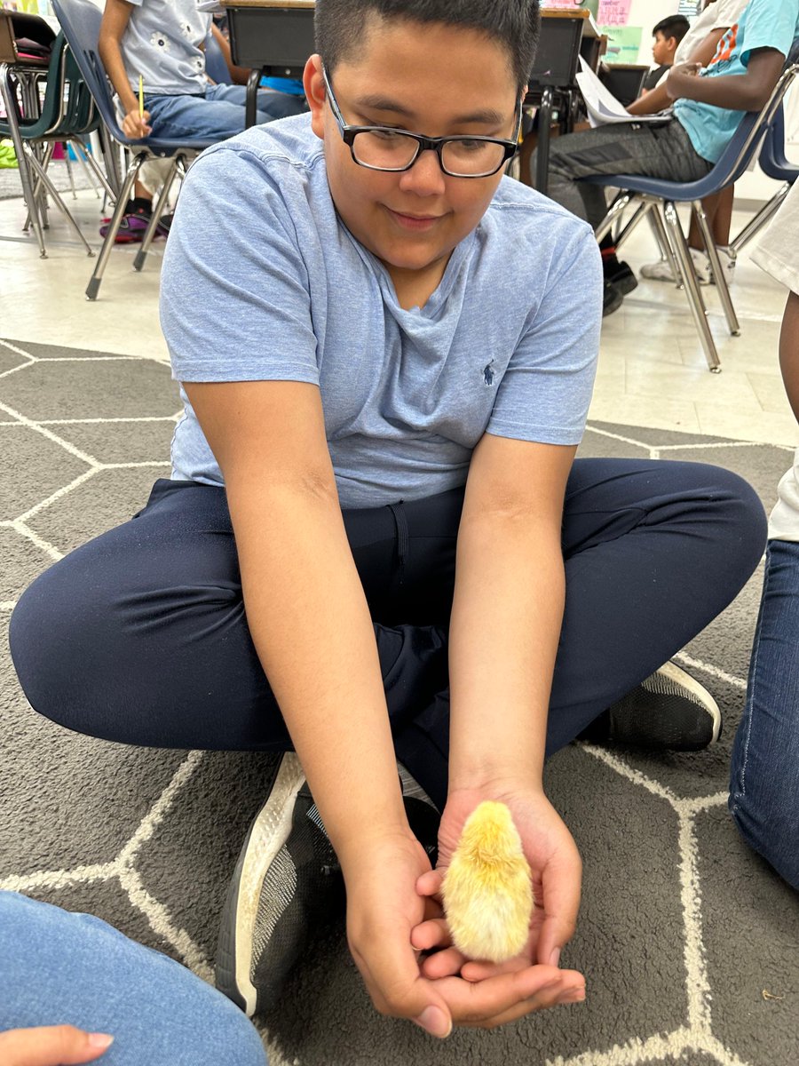Fourth grade classes at Hopkins Elementary got acquainted with newly hatched chicks they had observed during science instruction. #oneCCPS