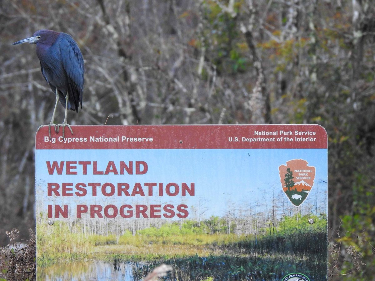 Little Blue Heron working hard on Wetland Restoration in Big Cypress NPS Everglades FL @BigCypressNPS @EvergladesNPS @NatlParkService @every_heron