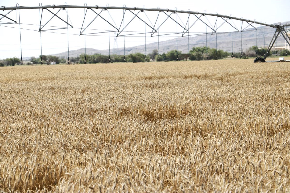 البدءُ في حصاد محصول القمح بولاية أدم بمحافظة الداخلية.. ومن المتوقع أن يصل إنتاج القمح حوالي 72 طنًّا بزيادة 17 طنًّا عن إنتاج الموسم الماضي الذي بلغ 55 طنًّا.