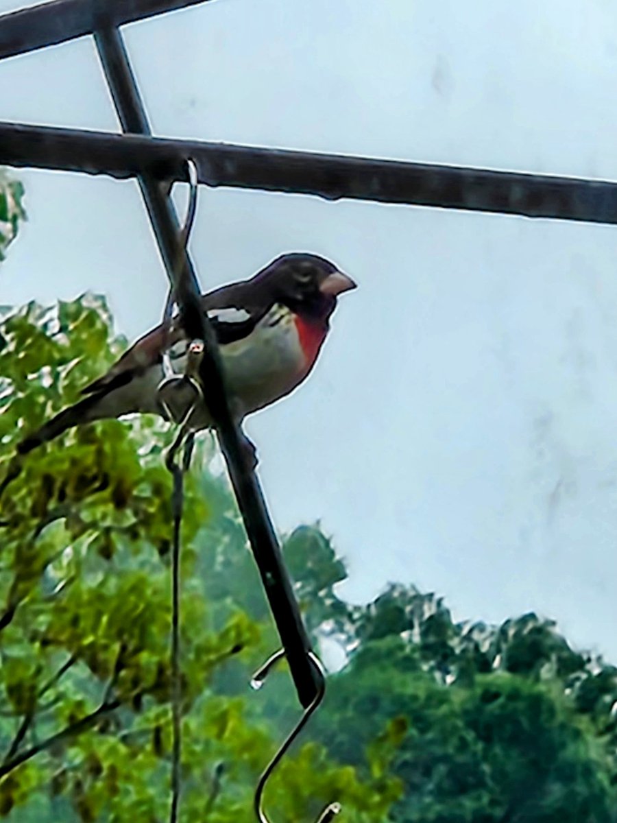 Grosbeak is back.