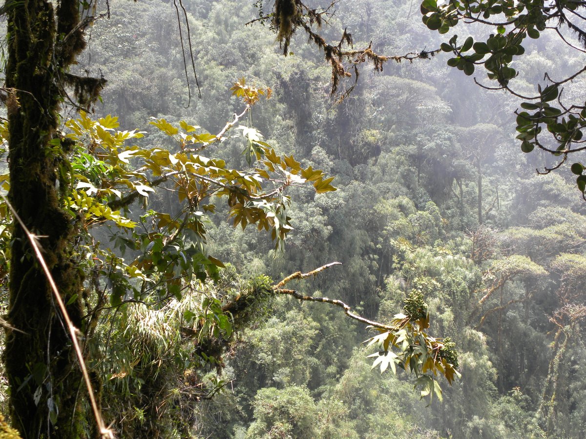 New #PhD project @UniversityLeeds 'Sensitivity of #Amazon forests to increasing heat and drought' phd.leeds.ac.uk/project/1910-u… The project is funded by UKRI for UK students. Further info: Manuel Gloor (e.gloor@leeds.ac.uk), David Galbraith (d.r.galbraith@leeds.ac.uk)