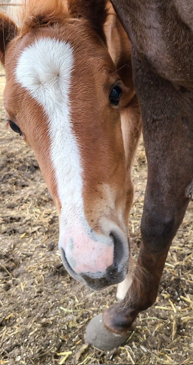 A little Peek a Boo good morning from Ruby 😌