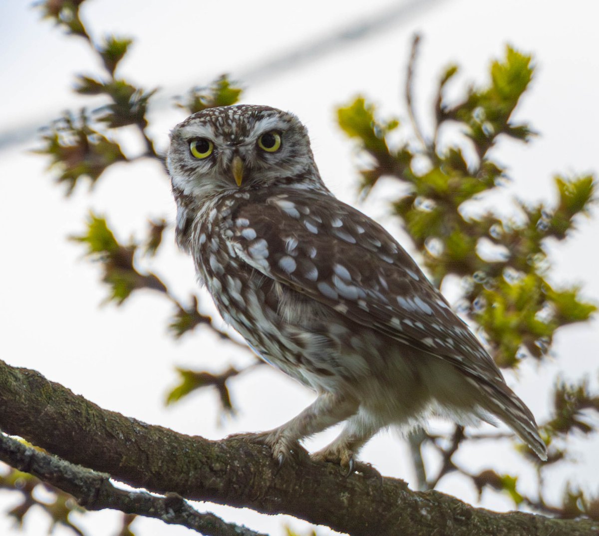 Little owl on look out duties