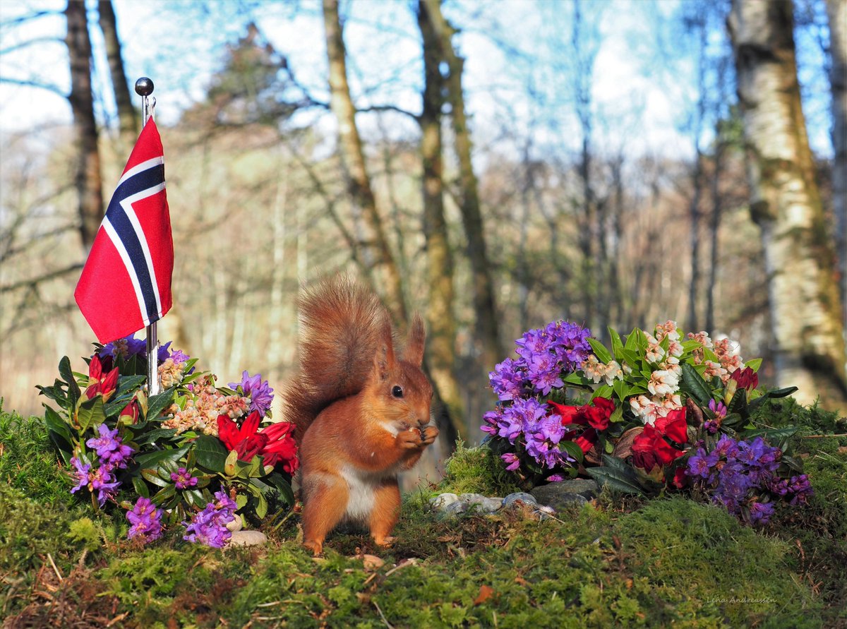 Welcome May Happy May 1st 😍 Gratulerer med dagen Jæren Norway 1 May 2024 @ThePhotoHour #squirrel #May1st