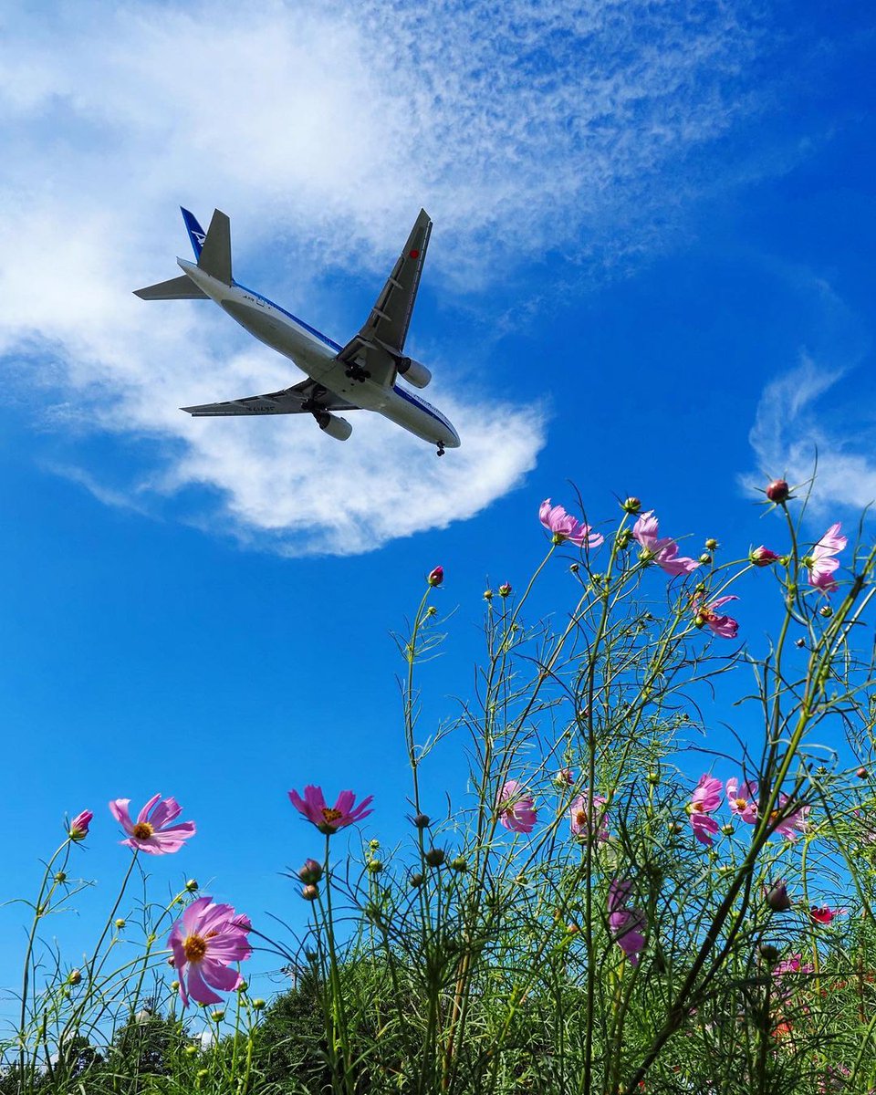 Soaring above the flowers. Coasting beneath the clouds.​
​
Beautiful photo, IG user kon_kon_san!​
​
#AllNipponAirways #FlyANA