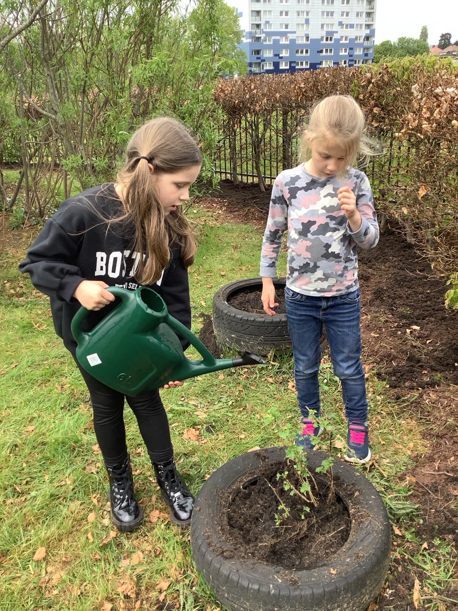 A super day planting during #greenweek in #GPSClass8. We now have beautiful flowers and gorgeous gooseberry bushes in our garden donated by one of our class superstars!