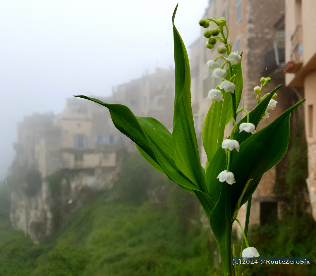 Un brin de bonheur en ce 1er mai 2024 

#muguet #1erMai #TourrettessurLoup #AlpesMaritimes