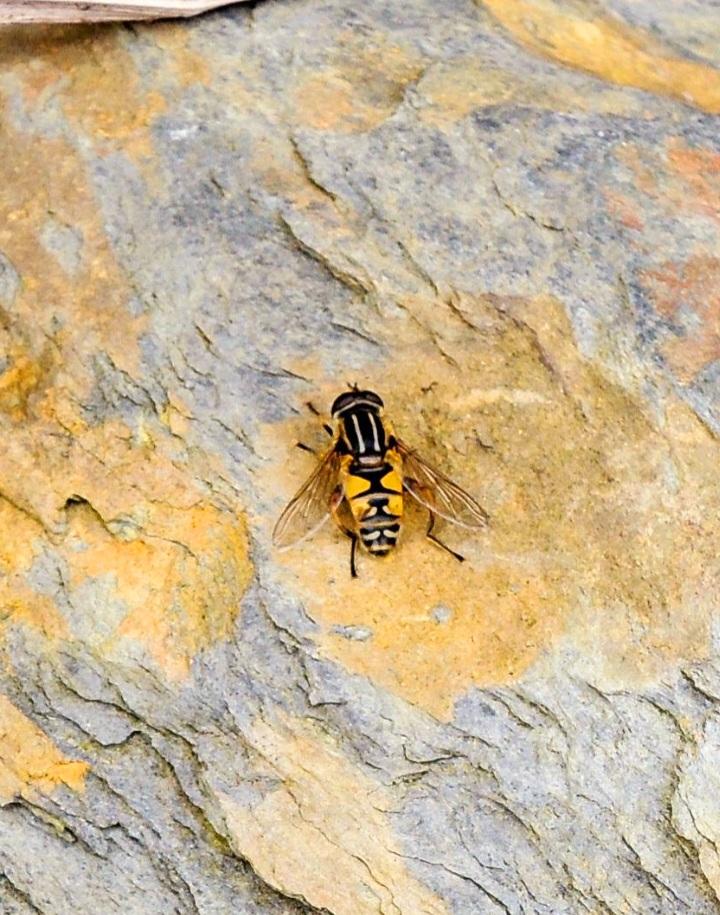 A Sun Fly.( Helophilus Pendulus.)
Doing what it does best. Sunning itself.