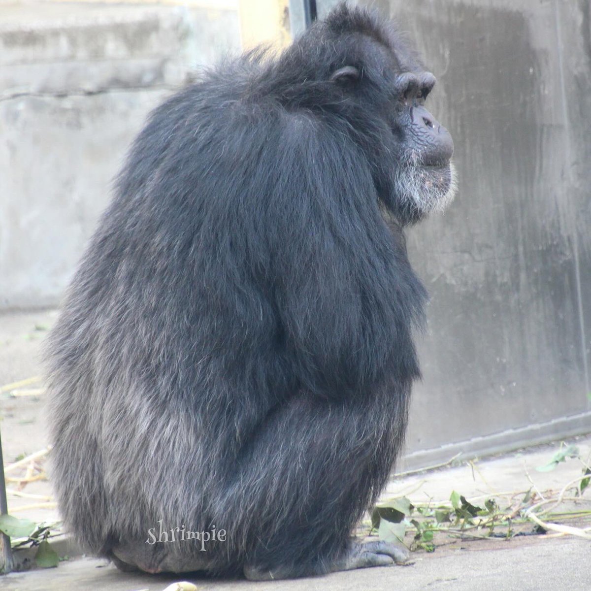 昨日が誕生日だった🎂
#タカシ
1988年4月30日生まれ
誕生日おめでとう㊗️🎉🎈🎁
#動物園 #京都市動物園
#チンパンジー