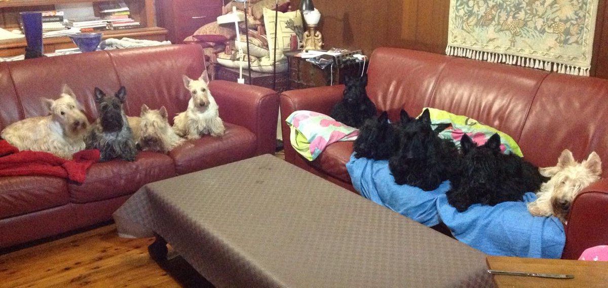 I miss all these dogs, this was taken in 2015 and my girl Stella was still with us