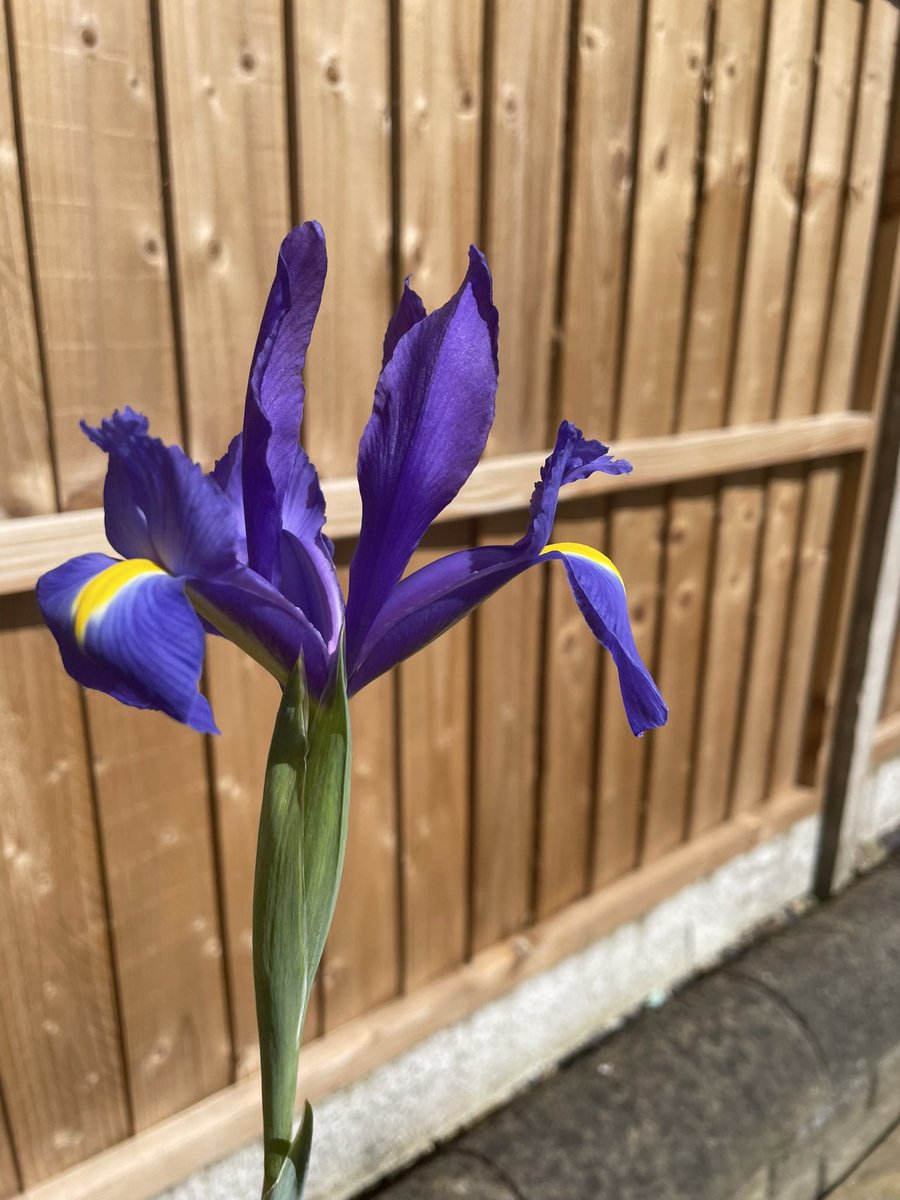 Iris has been in rehab after I dug her out last year and popped her into a spare pot. This is Friday to Tuesday when the sun came out. #GardeningTwitter #Iris #smallgarden