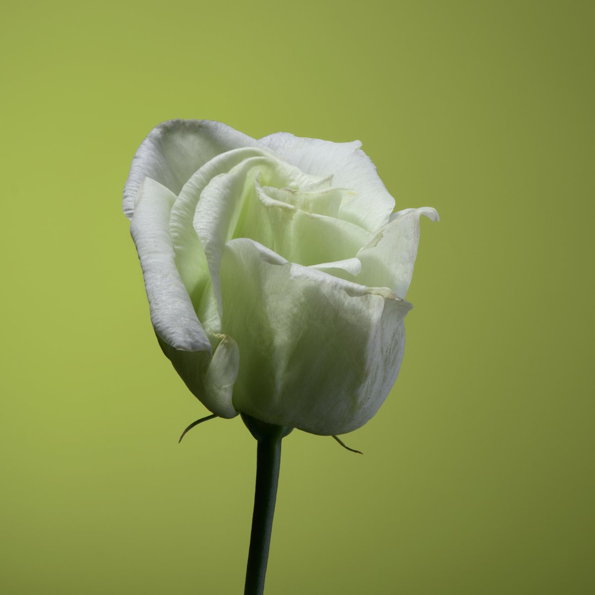 Flower photo of the day. White Lisianthus.

#macro_globe #bloemenfotografie #raw_macro #macro_world #flowersandmacro #macroexperience #macroandflora #macroviewpoint  #raw_flowers #snap_flowers