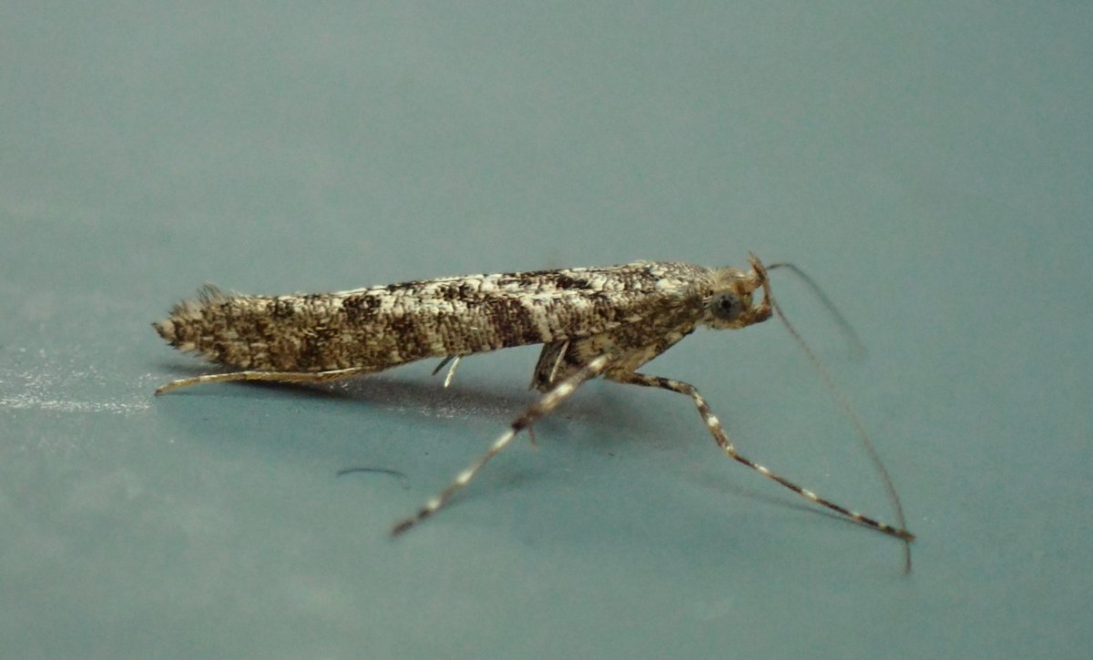 An unexpected visitor to the moth trap last night. Caloptilia cuculipennella. A rare moth in Yorkshire. All other county records since 1880 have been from a single site in the east of VC62 at Skelton. @JillWarwick @RannochSprawler @AndyDNunn