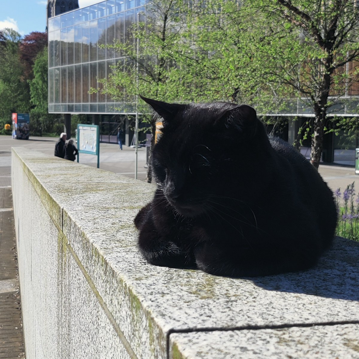 Seamus aka LibraryCat ™️ catching some #MayDay rays ☀️🐈