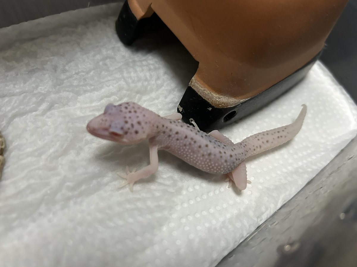 PINKREPTILESさんから綺麗なカルサイトとかっこいいマックスノーBNお迎えしました😊いつもとてもいいお迎えありがとうございます
大切に育てます😤