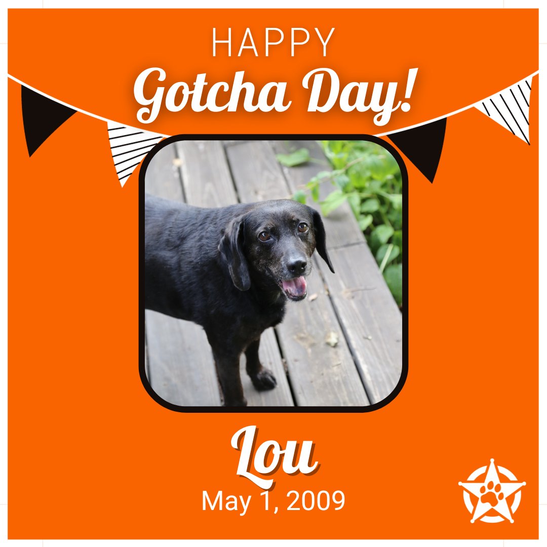 Happy Gotcha Day,  Lou! Thanks for all you do for all of us at #okstate We hope your day is filled with all your favorite treats.  🐾🎉

#okstate #pettherapy