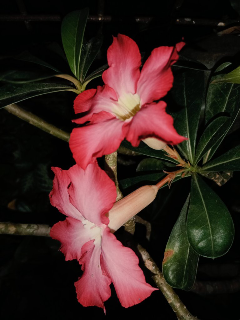 AKIMBO_888's tweet photo. #pinkonwednesday
#nightshot
#desertroses
A radiant and full of blessings pink on Wednesday everyone. 🙏🍀🌠👼🙏
Stay safe and be vigilant every time.
🙏👼😇🙏 https://t.co/YfRuBf80uT