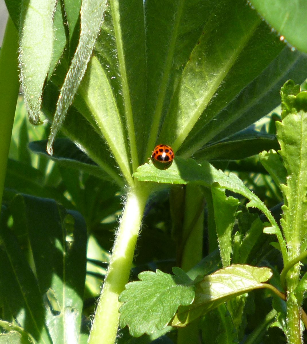 @RCederfjard More green with another spot of ladybird @ListerLaneCemetery