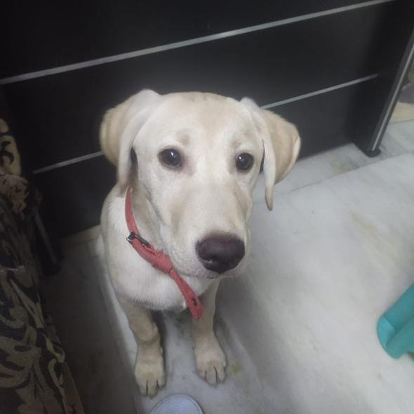 #Delhi Shambhu, a playful 4-month-old Labrador indie mix, seeks his furever home! Born on Bhairav Jayanti, this healthy pup is vaccinated & ready for love. bit.ly/3y3rFcY House checks & future sterilisation mandatory. #AdoptDontShop ☎️ 9810165517 RT!