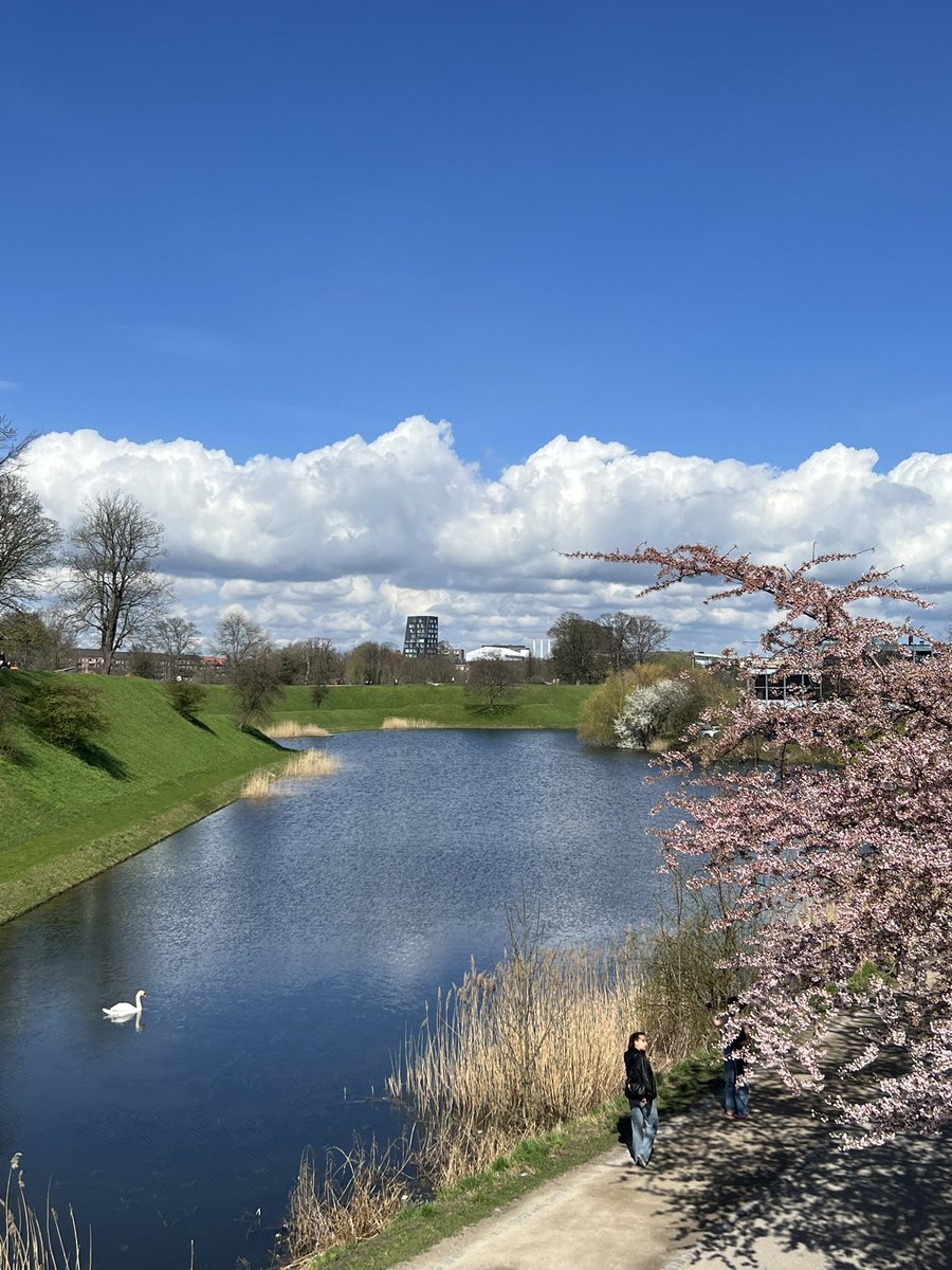 Sakura season in Copenhagen🌸