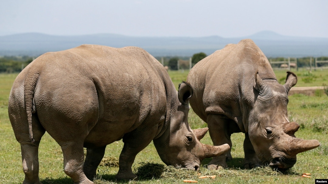 @AMAZlNGNATURE This is the impact humans have on wildlife. ☹️ Due to poaching and habitat loss, the Northern White Rhino is now extinct in the wild. As of the latest reports, only two females remain, residing at the Ol Pejeta Conservancy in Kenya. These individuals are protected by armed…